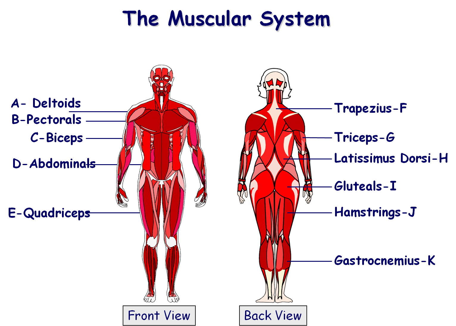 Labeling The Muscular System